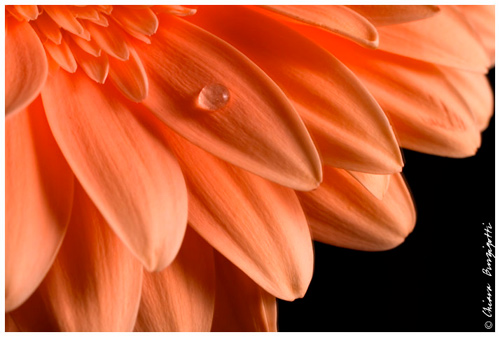 Gerbera 1