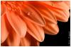 Gerbera 1