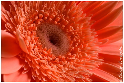 Gerbera 2