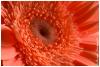 Gerbera 2