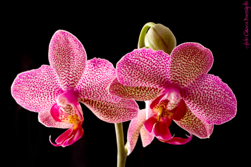 Phalaenopsis 3