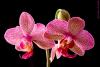 Phalaenopsis 3